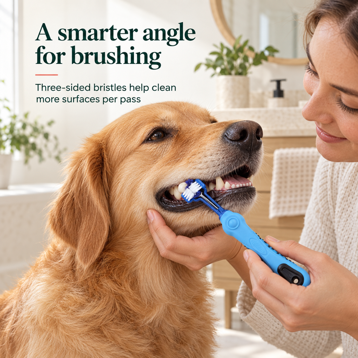 Caregiver gently brushes a calm Golden Retriever's side teeth with the Blue three-sided pet toothbrush.