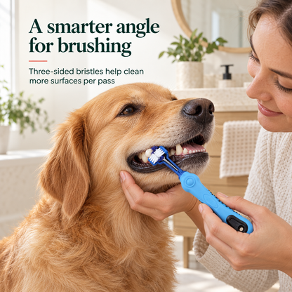 Caregiver gently brushes a calm Golden Retriever's side teeth with the Blue three-sided pet toothbrush.