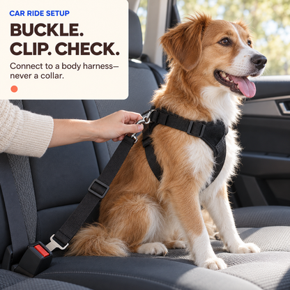 Dog wearing a body harness connected by a black car tether to the rear seatbelt buckle.