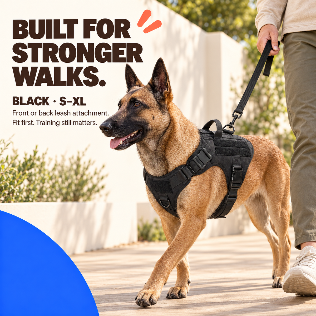 Belgian Malinois walks calmly in a Black tactical dog harness with the leash attached to the rear D-ring.