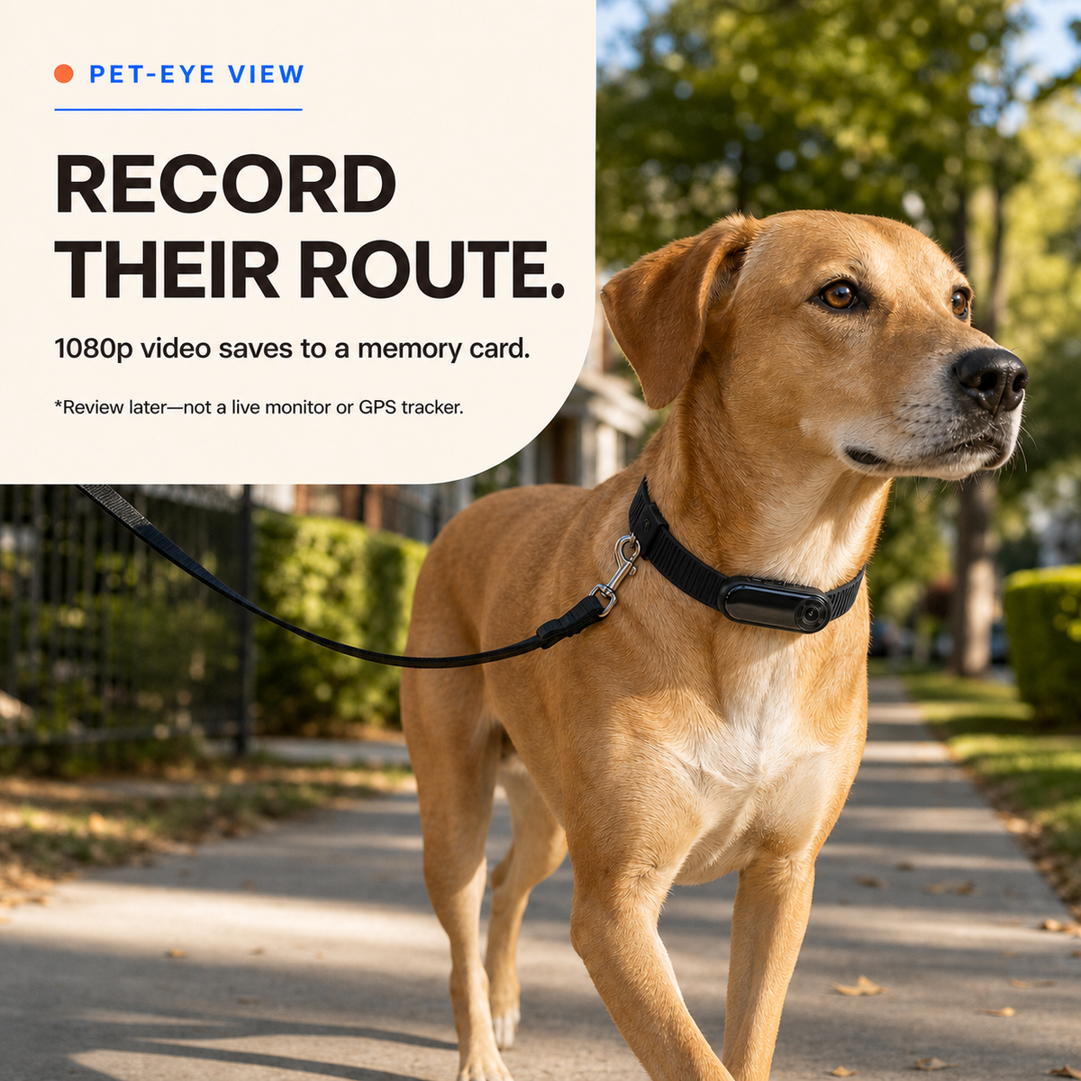 Dog wearing a black 1080p pet collar camera on a supervised walk