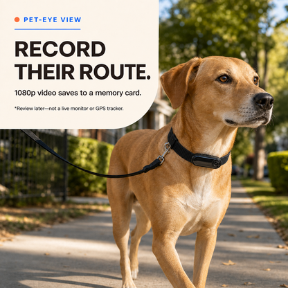 Dog wearing a black 1080p pet collar camera on a supervised walk