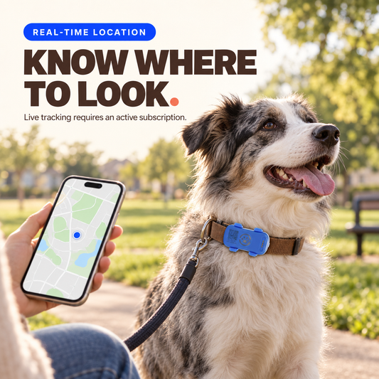 Blue and White dog GPS tracker on a collar while a caregiver views a location dot on a phone in a park.
