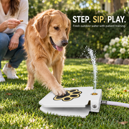 Golden Retriever learns to press a White outdoor step-on dog water fountain during supervised training.