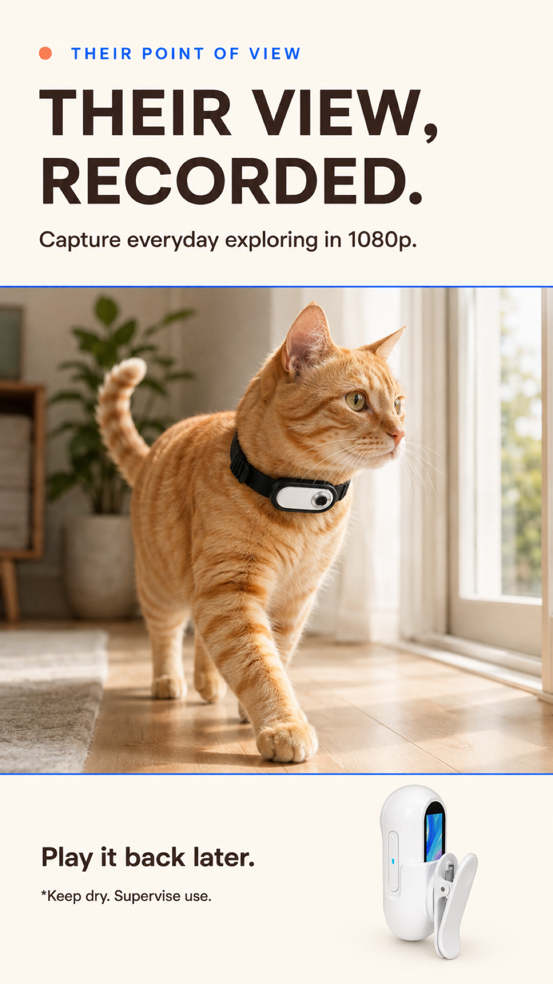 Vertical image of an orange cat wearing the white 1080p pet collar camera