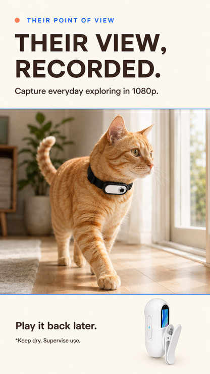Vertical image of an orange cat wearing the white 1080p pet collar camera