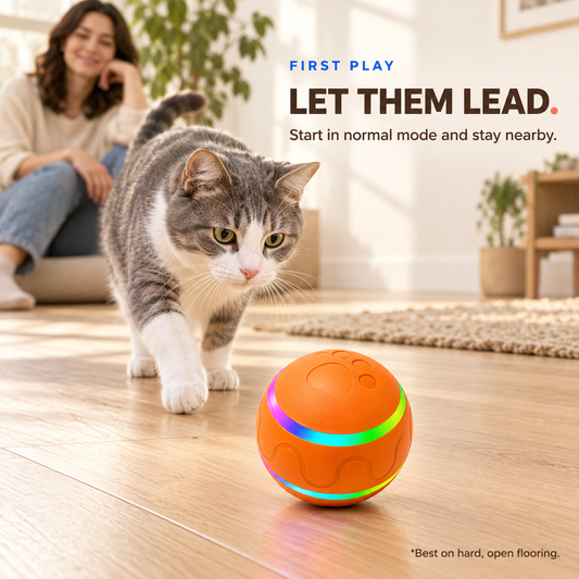 Gray and white cat cautiously approaching the orange automatic rotating ball on an open hard floor