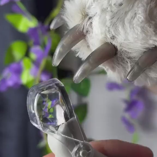 Trimming a dog's nail with the LED Pet Nail Clipper, the built-in light showing the quick through the nail