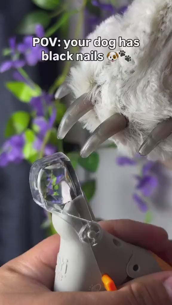 Trimming a dog's nail with the LED Pet Nail Clipper, the built-in light showing the quick through the nail