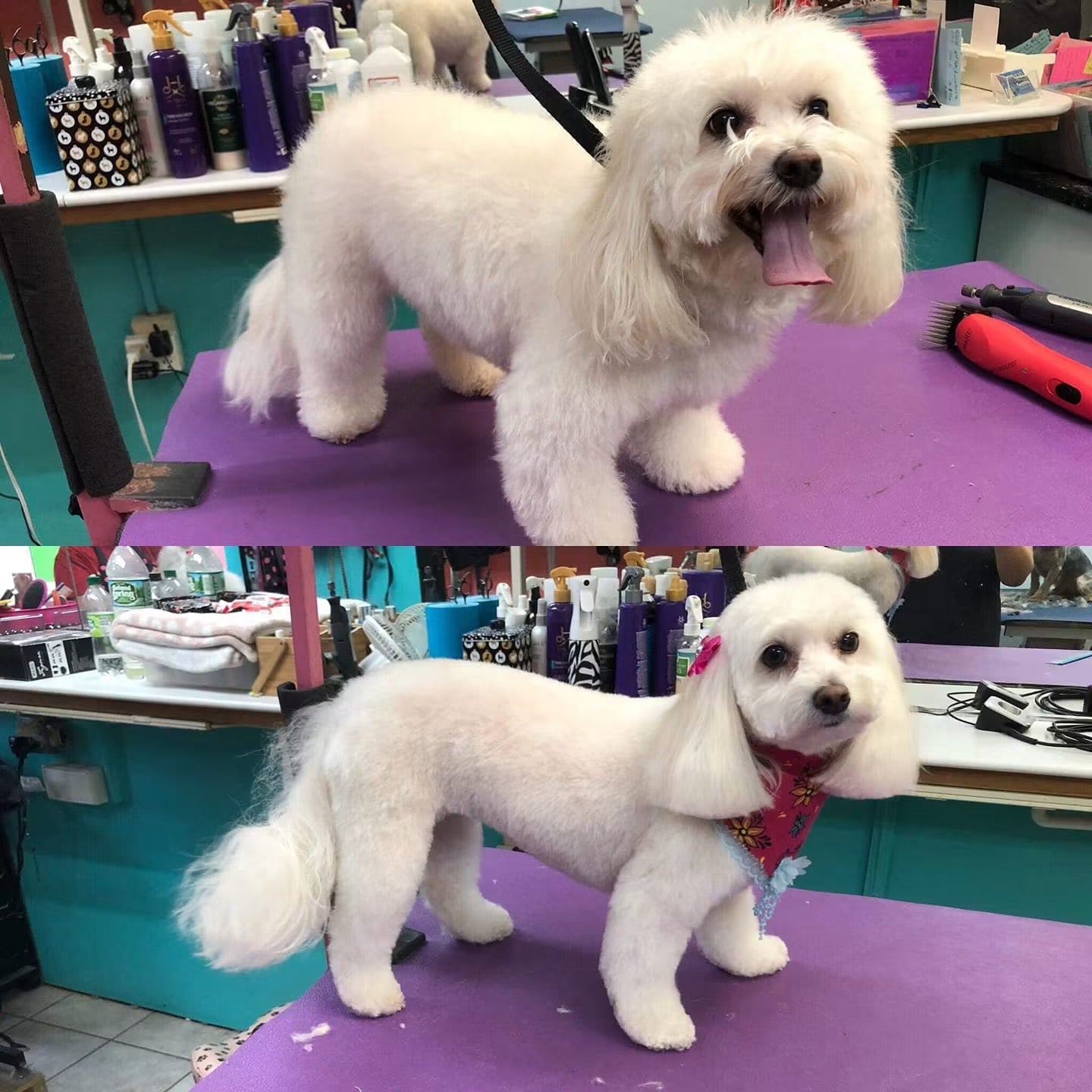 Two photographs of Luna during a grooming appointment.